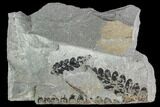 Pennsylvanian Fossil Fern Plate - Kentucky #112880-1